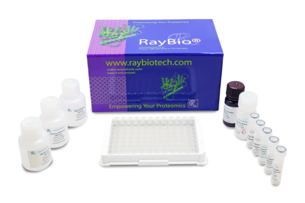Aminopeptidase - Image 2
