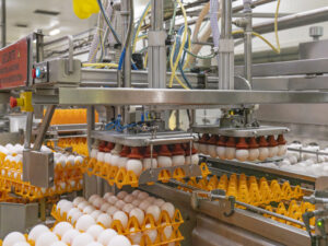 Industrial Egg Protein Residue