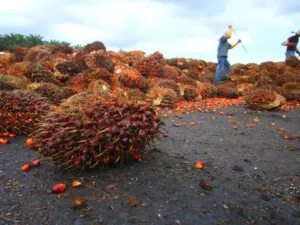 Industrial Palm Oil Residue