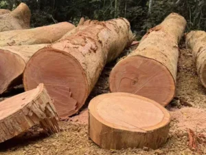 Okoume Veneer Logs (OKOUME-A) — 2.6m+ veneer length