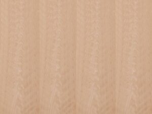 Beech Veneer Logs (BEECH-VENEER) — 16"+ diameter