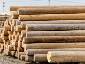 Wood Utility Poles