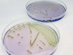 Cronobacter Control Ingredient FMS-009