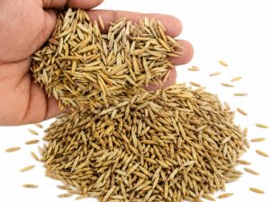 Cumin Seed Europe Quality