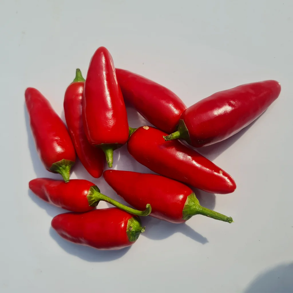 Bird's Eye Chilli - Image 3