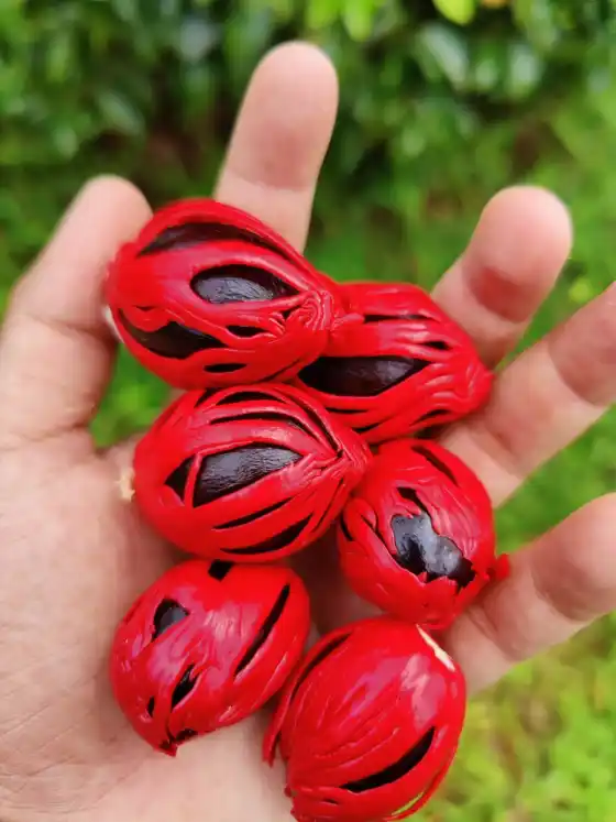 Mace Grade 2 - Image 3