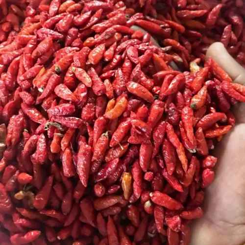 Bird's Eye Chilli - Image 2